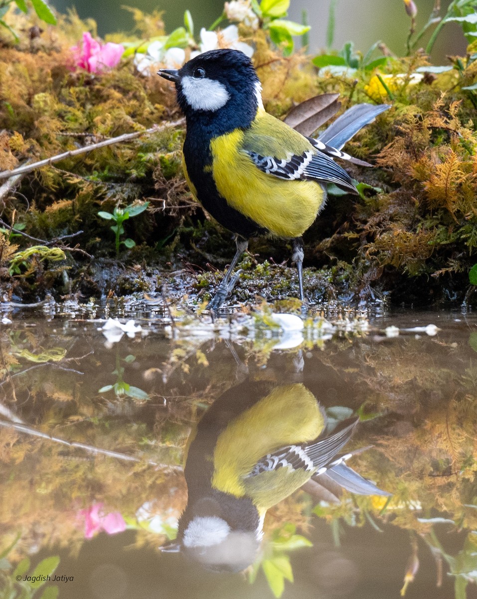 Green-backed Tit - ML618361875