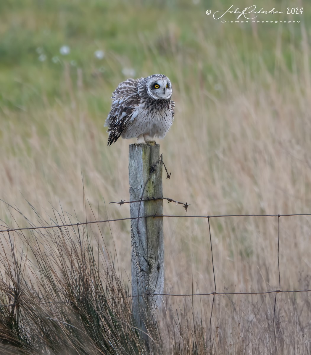 Short-eared Owl - John George Richardson