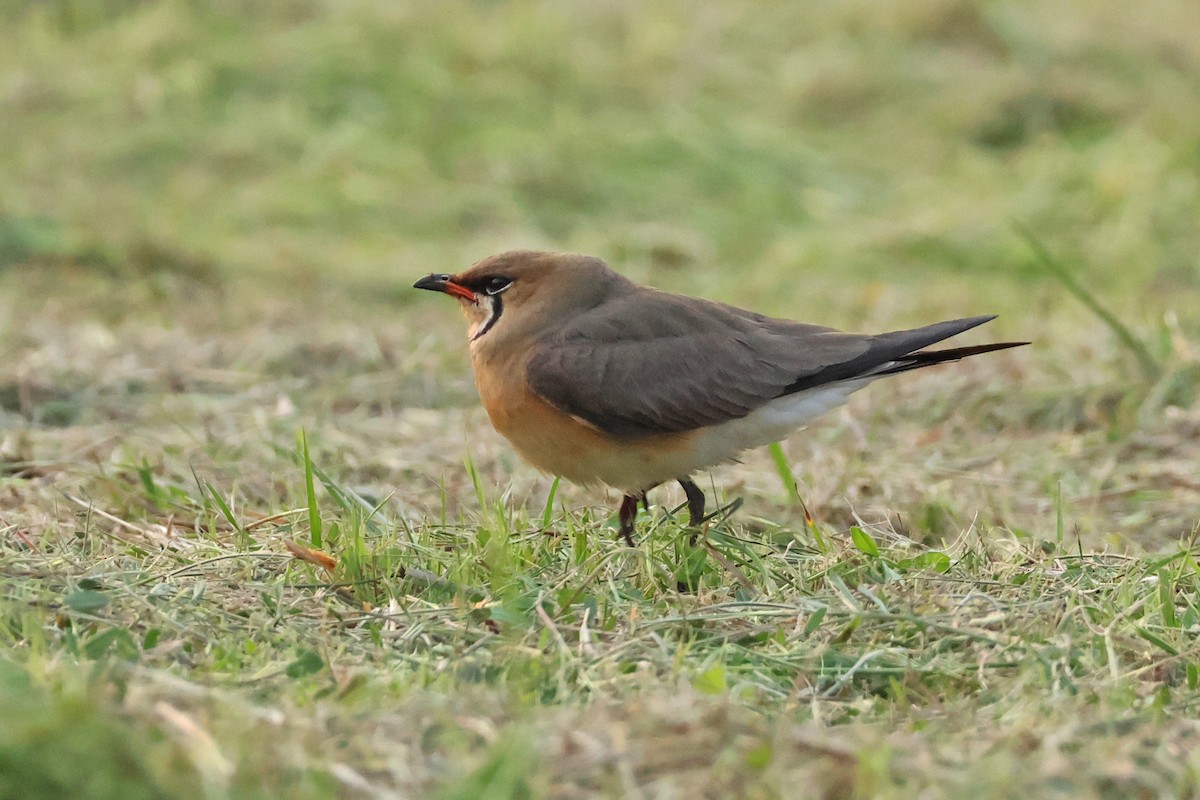 Oriental Pratincole - ML618361955