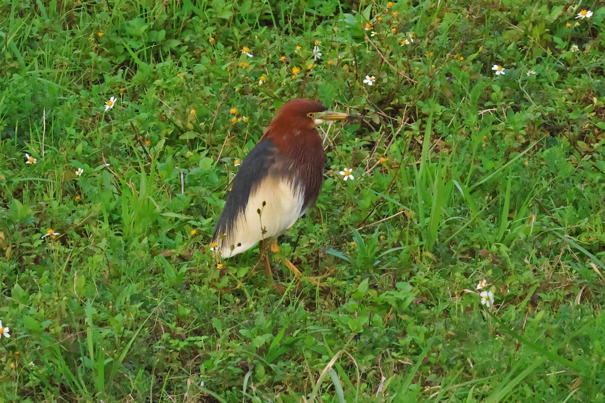 Chinese Pond-Heron - ML618361958