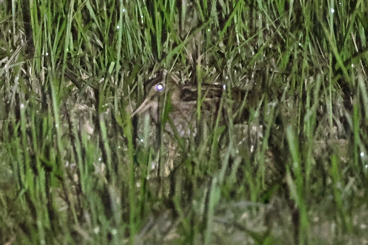 Eurasian Woodcock - ML618361972