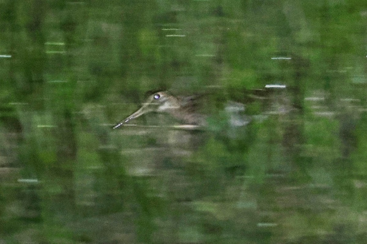 Eurasian Woodcock - ML618361973