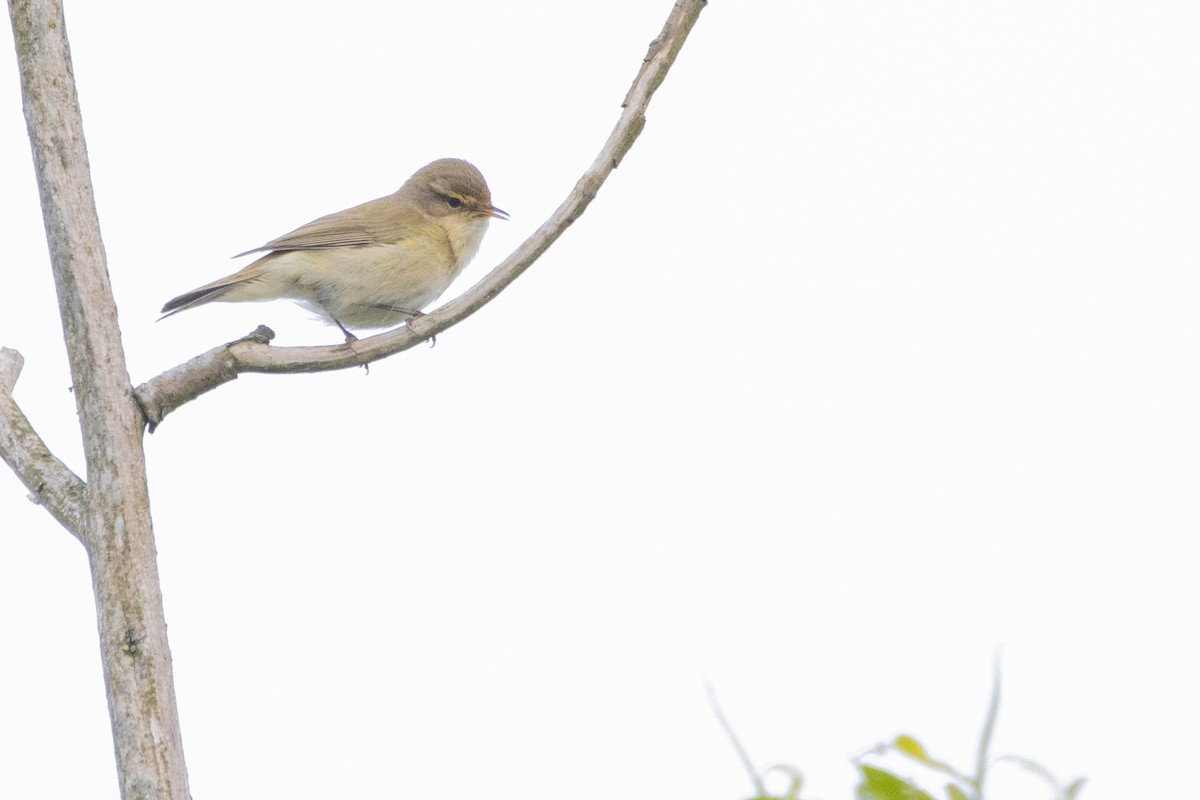 Willow Warbler - Jeff Hullstrung