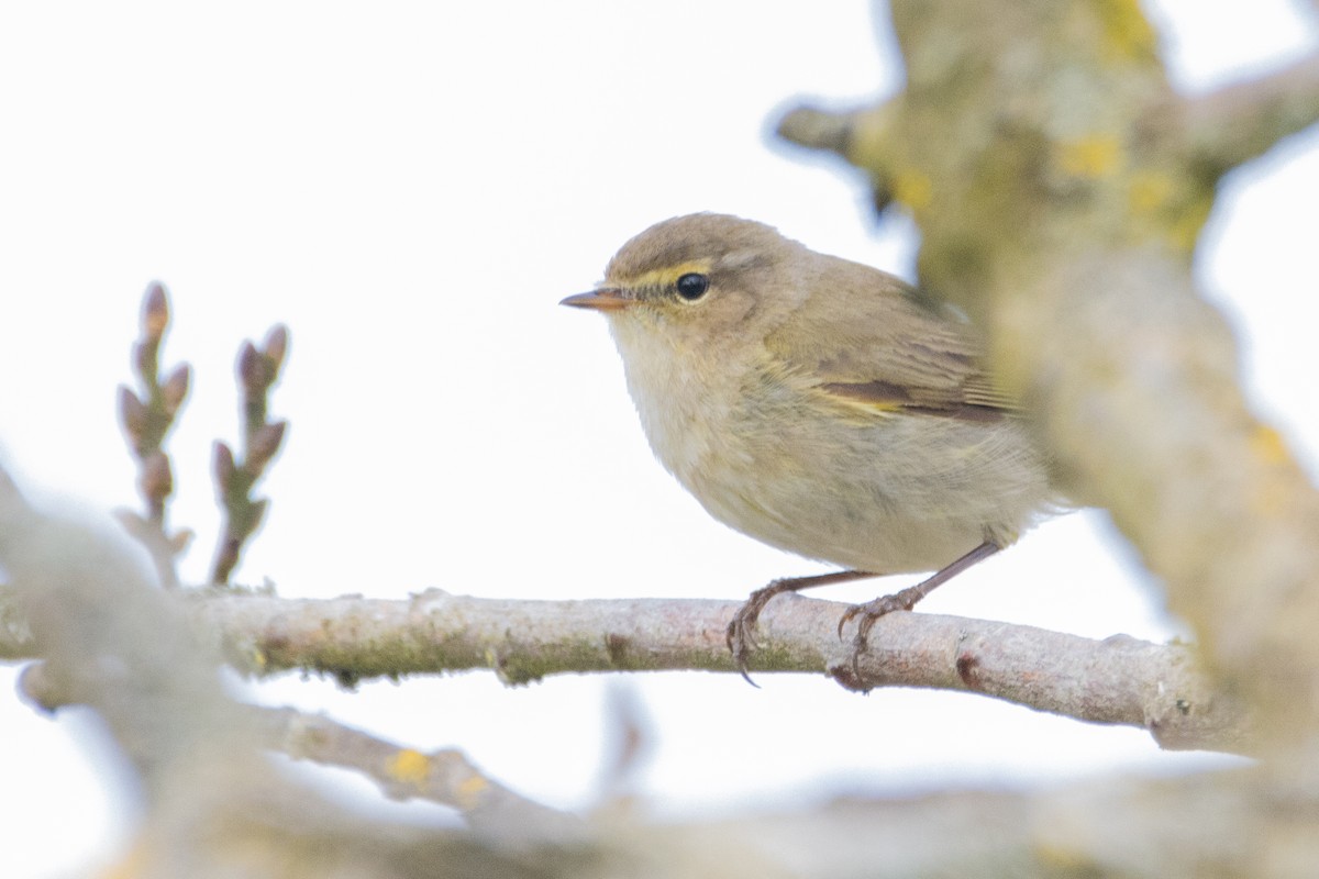 Willow Warbler - Jeff Hullstrung
