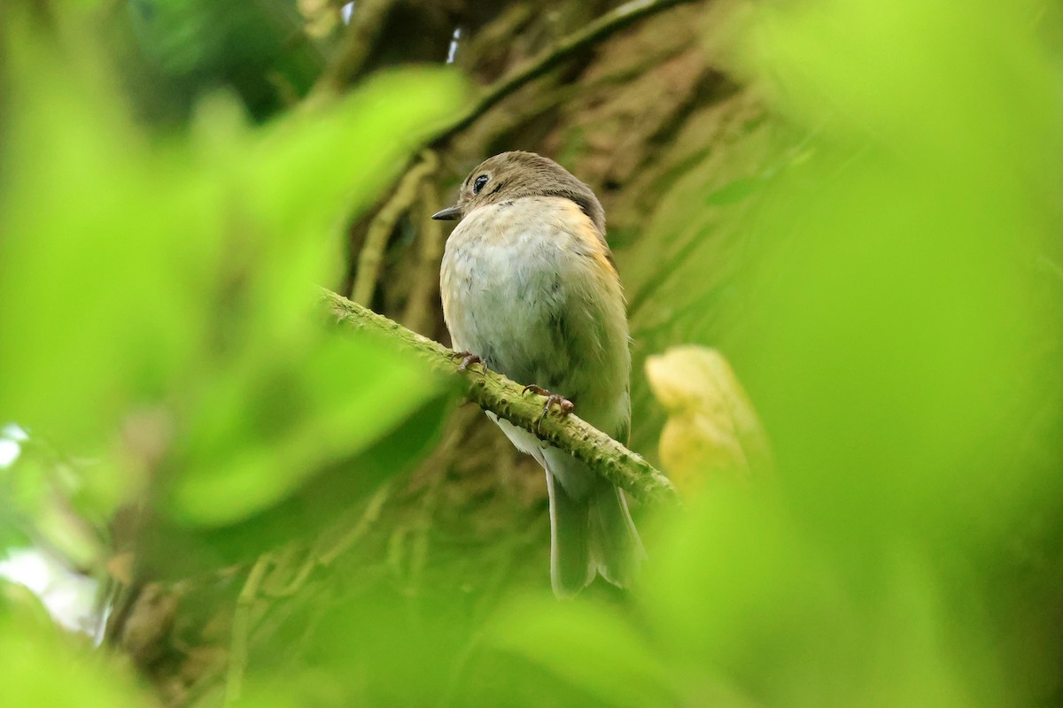 Red-flanked Bluetail - ML618362011