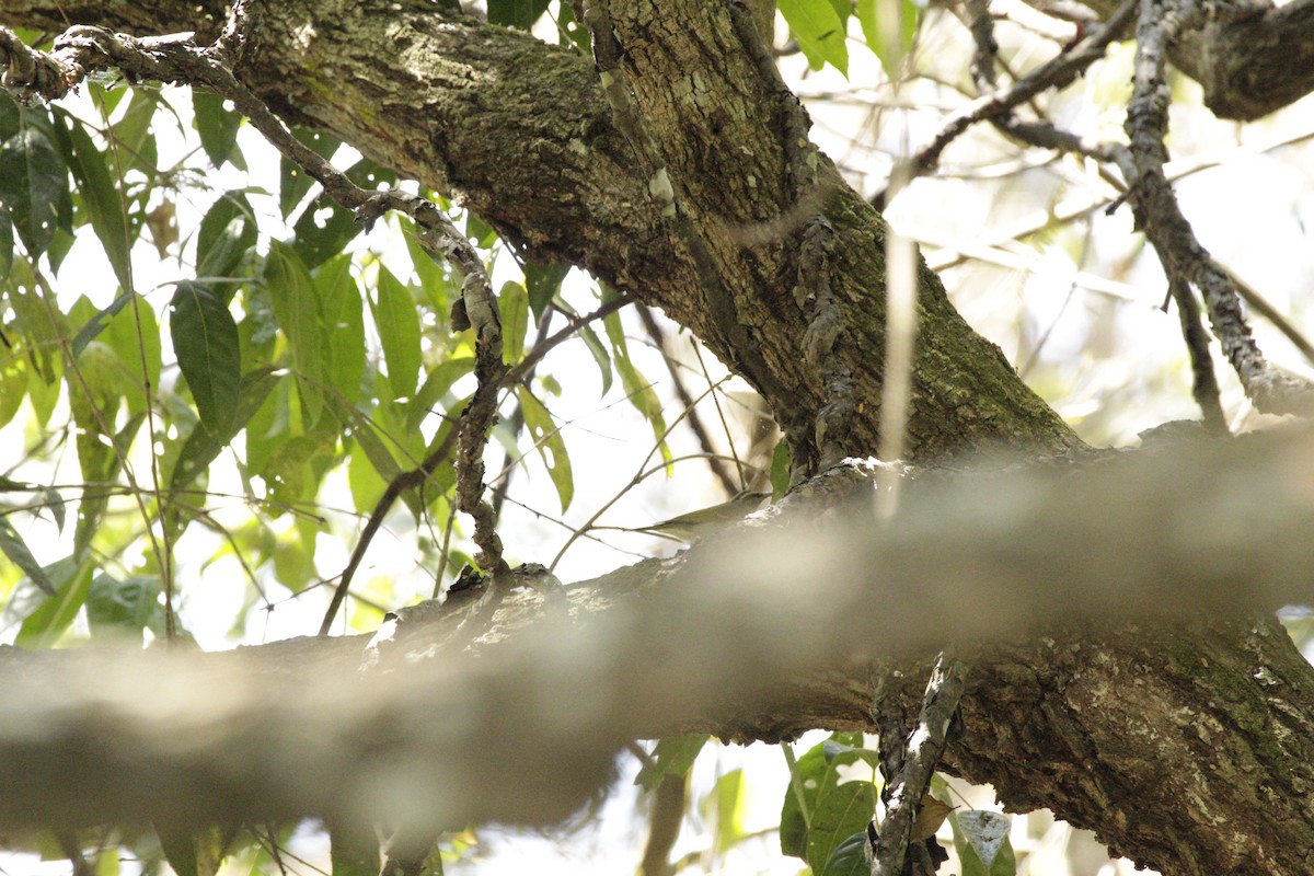 Western Crowned Warbler - ML618362013