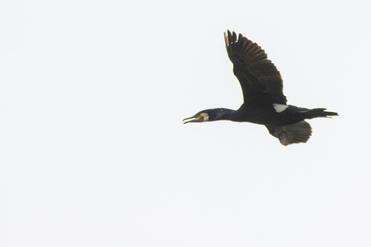 Great Cormorant - ML618362027