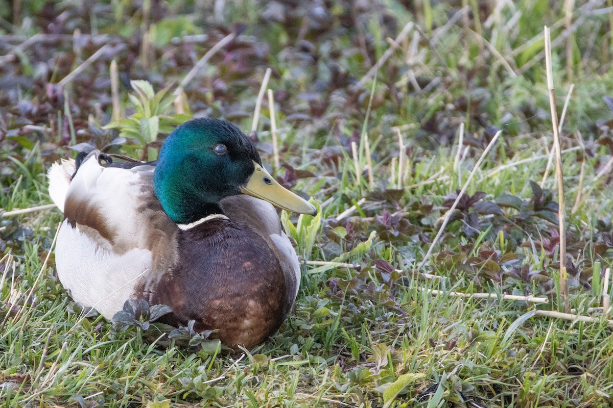 Mallard - Jeff Hullstrung