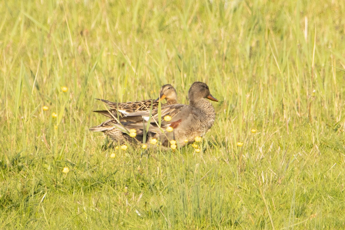 Gadwall - ML618362056