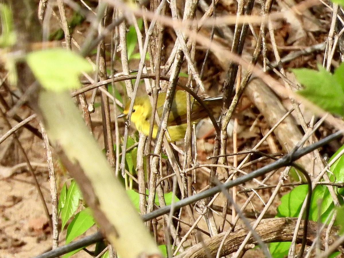 Hooded Warbler - ML618362078