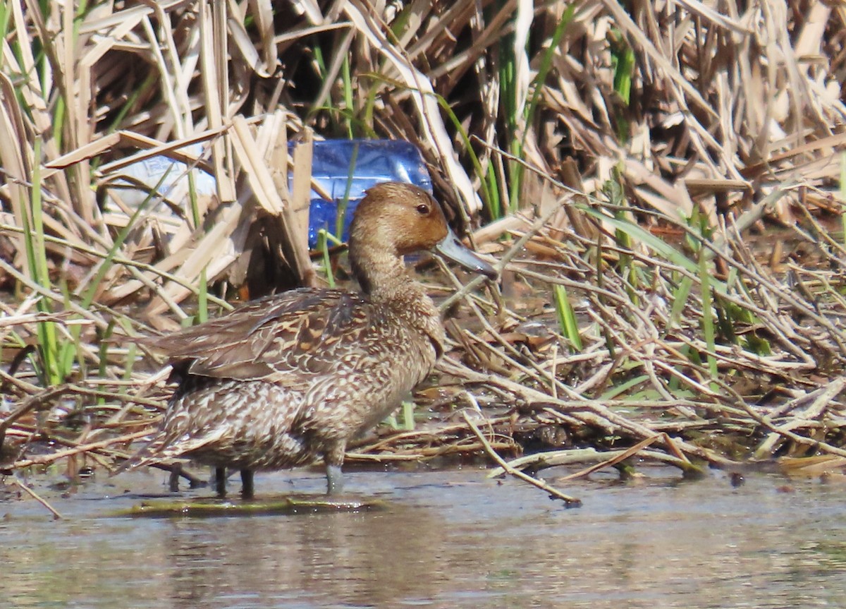 Northern Pintail - ML618362079