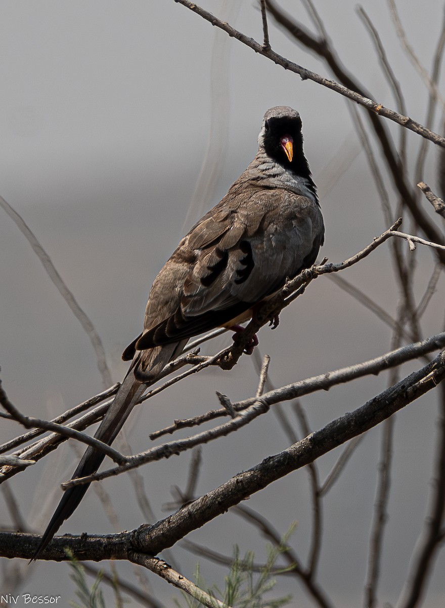 Namaqua Dove - ML618362105