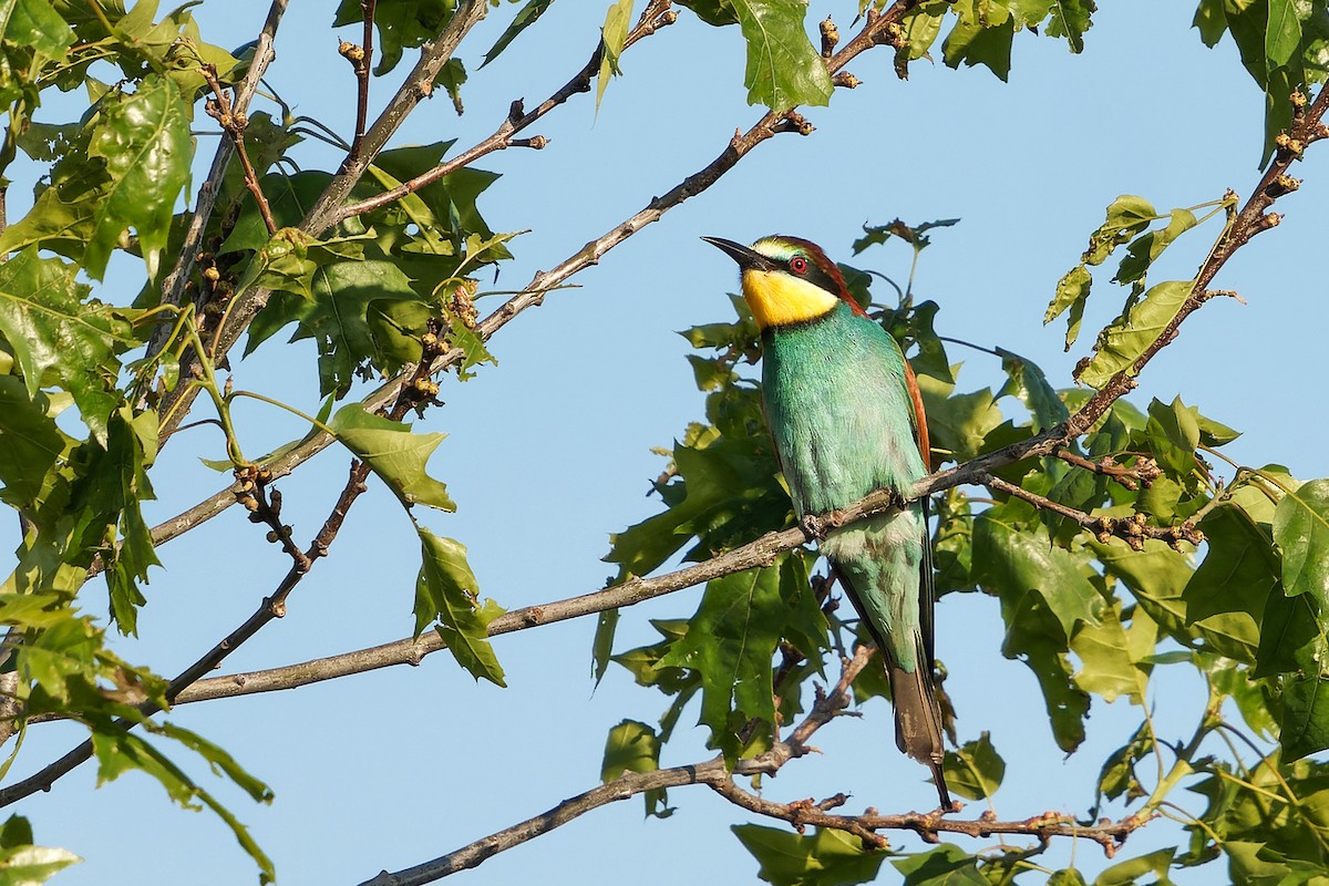 European Bee-eater - ML618362210