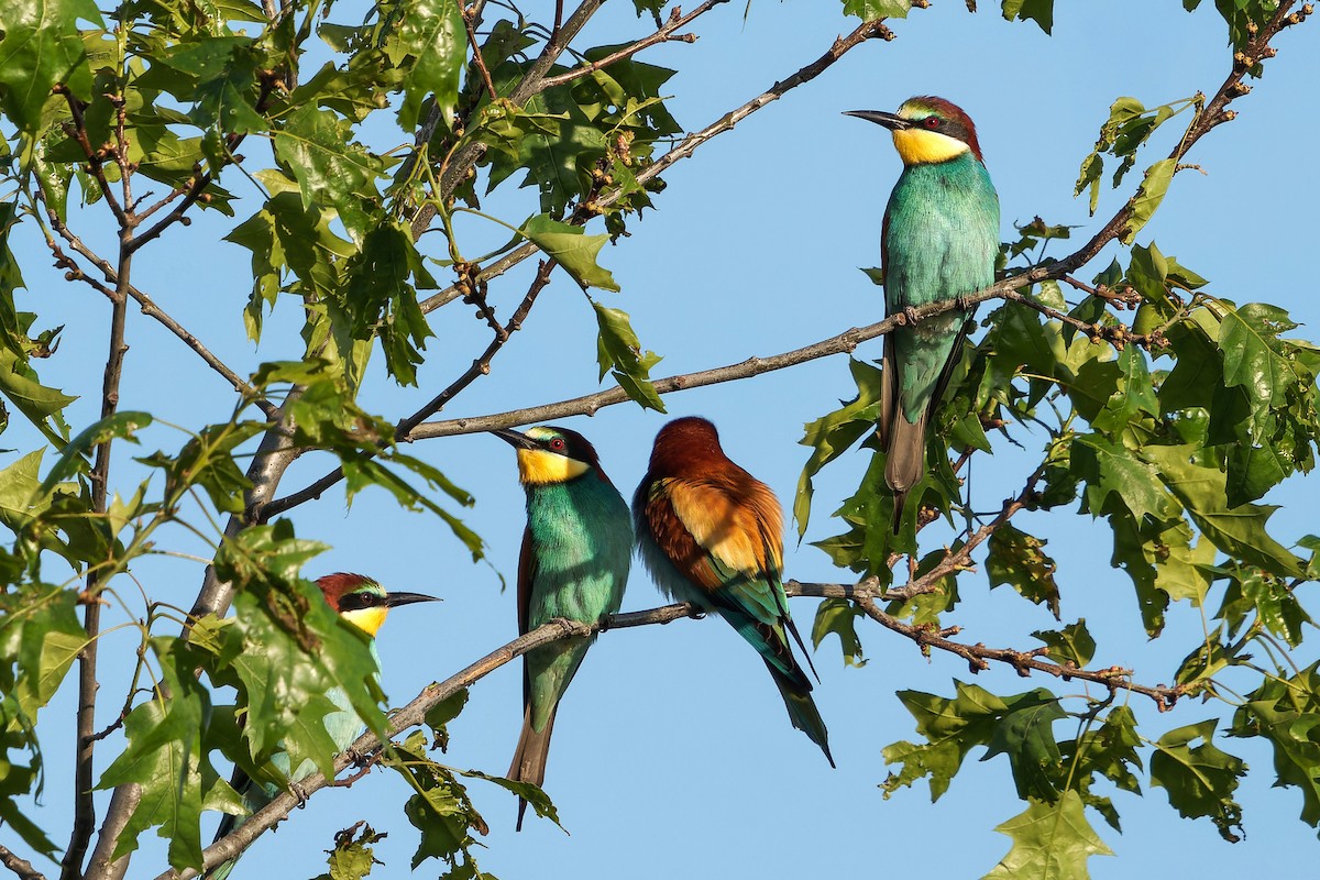 European Bee-eater - ML618362211