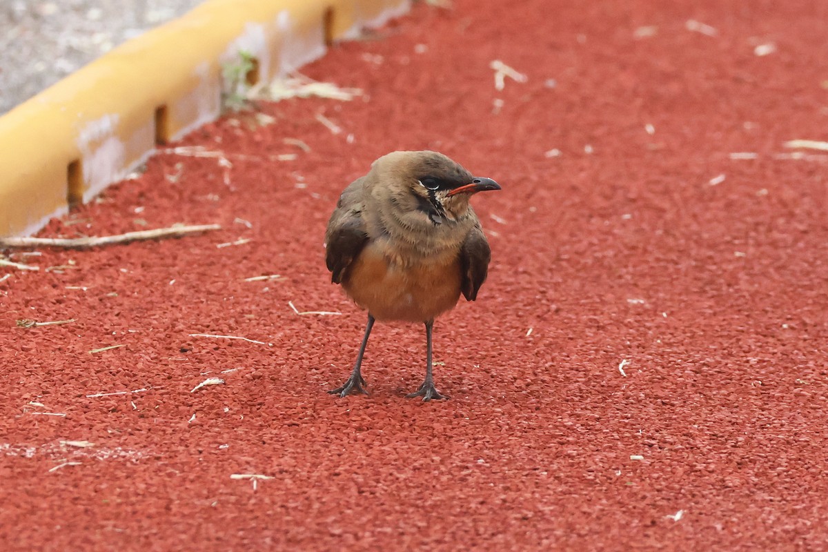 Oriental Pratincole - ML618362260