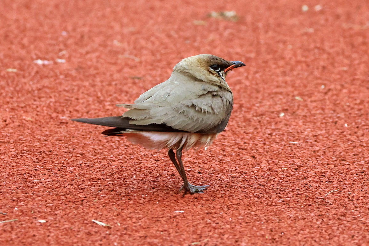 Oriental Pratincole - ML618362264