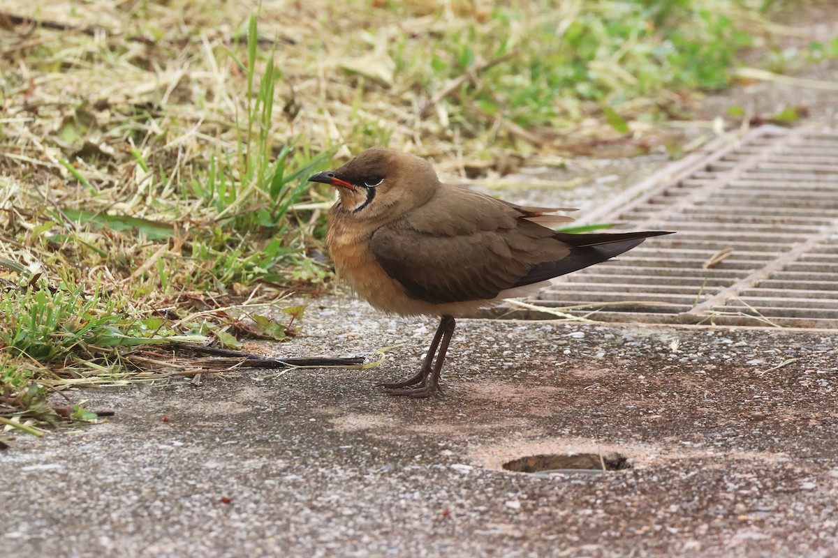 Oriental Pratincole - ML618362265