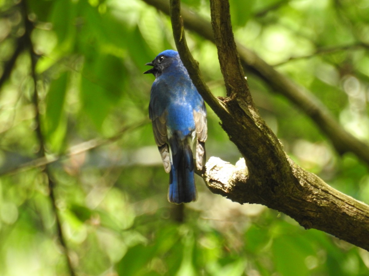 Blue-and-white Flycatcher - ML618362267