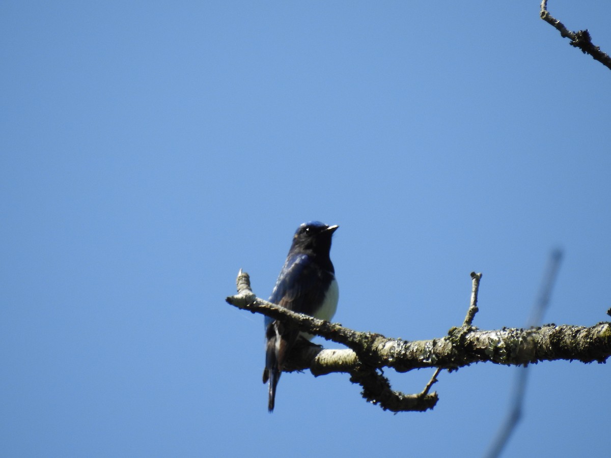 Blue-and-white Flycatcher - ML618362268