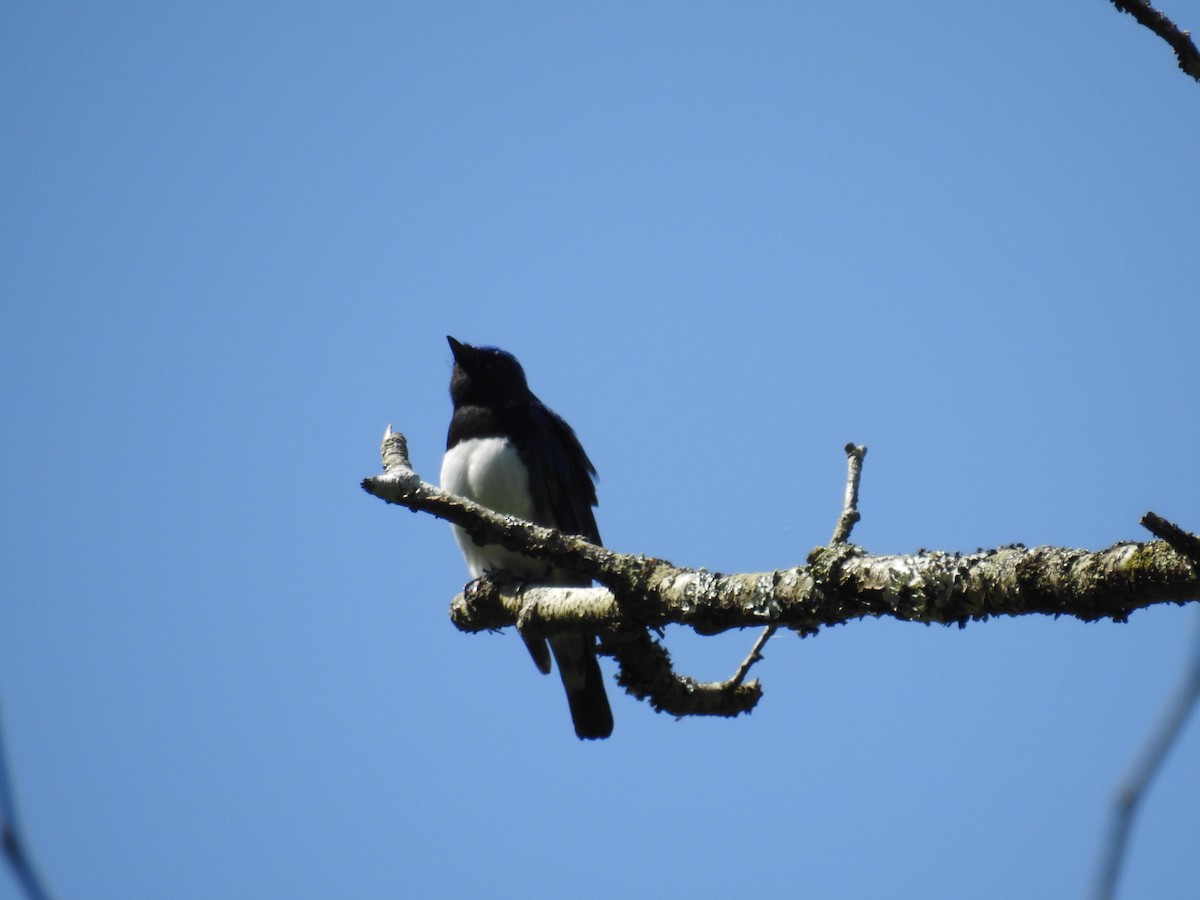 Blue-and-white Flycatcher - ML618362269