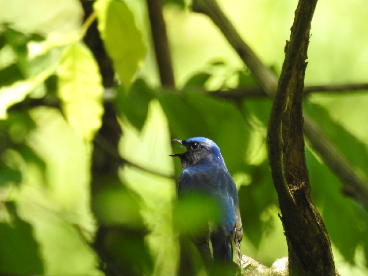 Blue-and-white Flycatcher - ML618362270