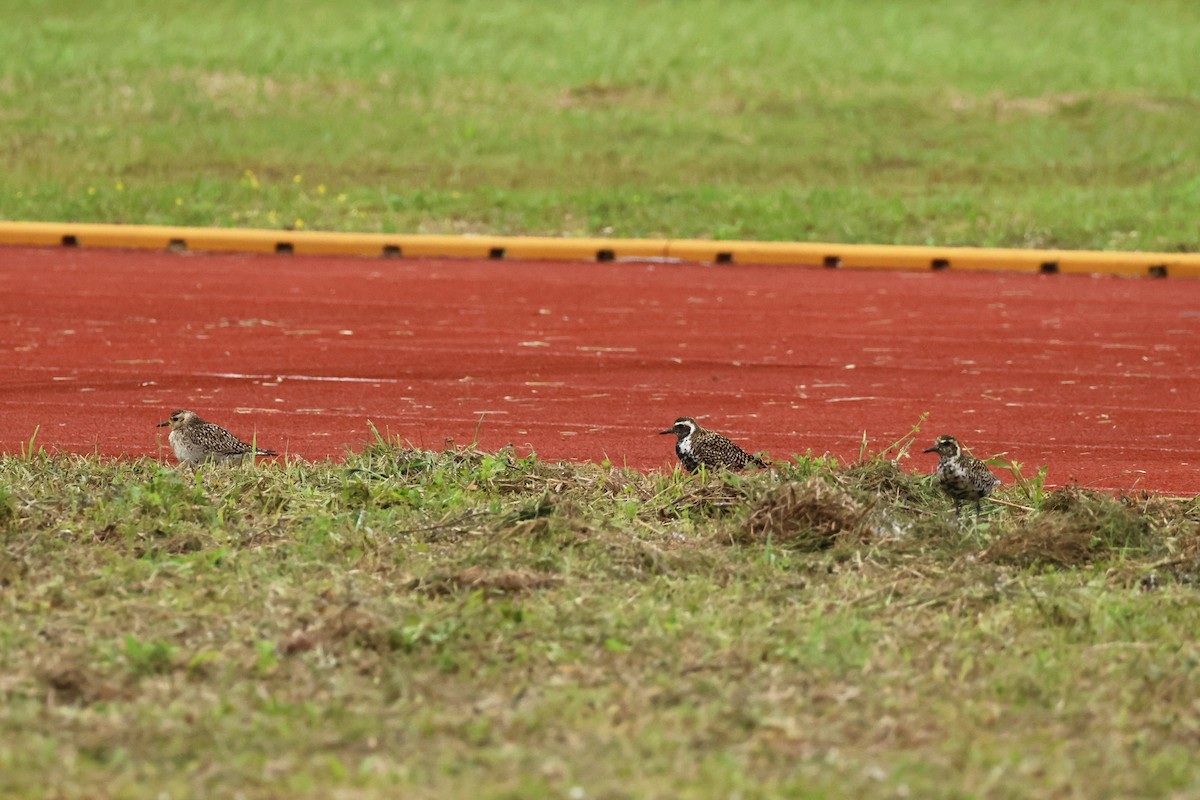 Pacific Golden-Plover - 佑淇 陳