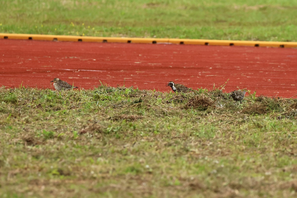 Pacific Golden-Plover - ML618362276