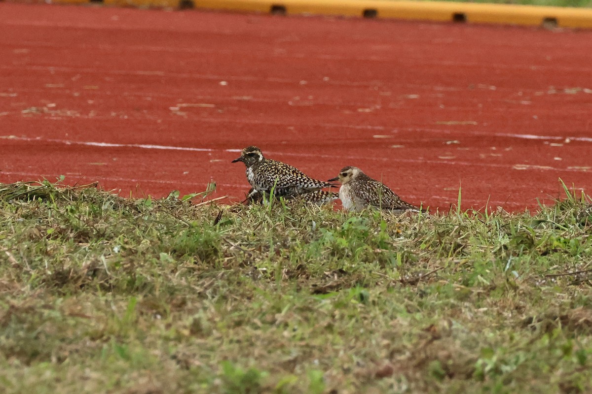 Chorlito Dorado Siberiano - ML618362284