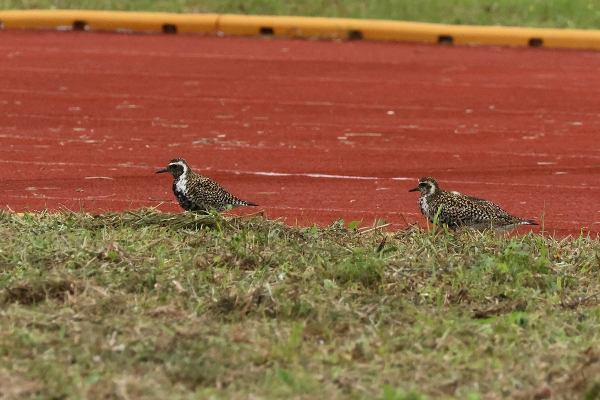 Chorlito Dorado Siberiano - ML618362285