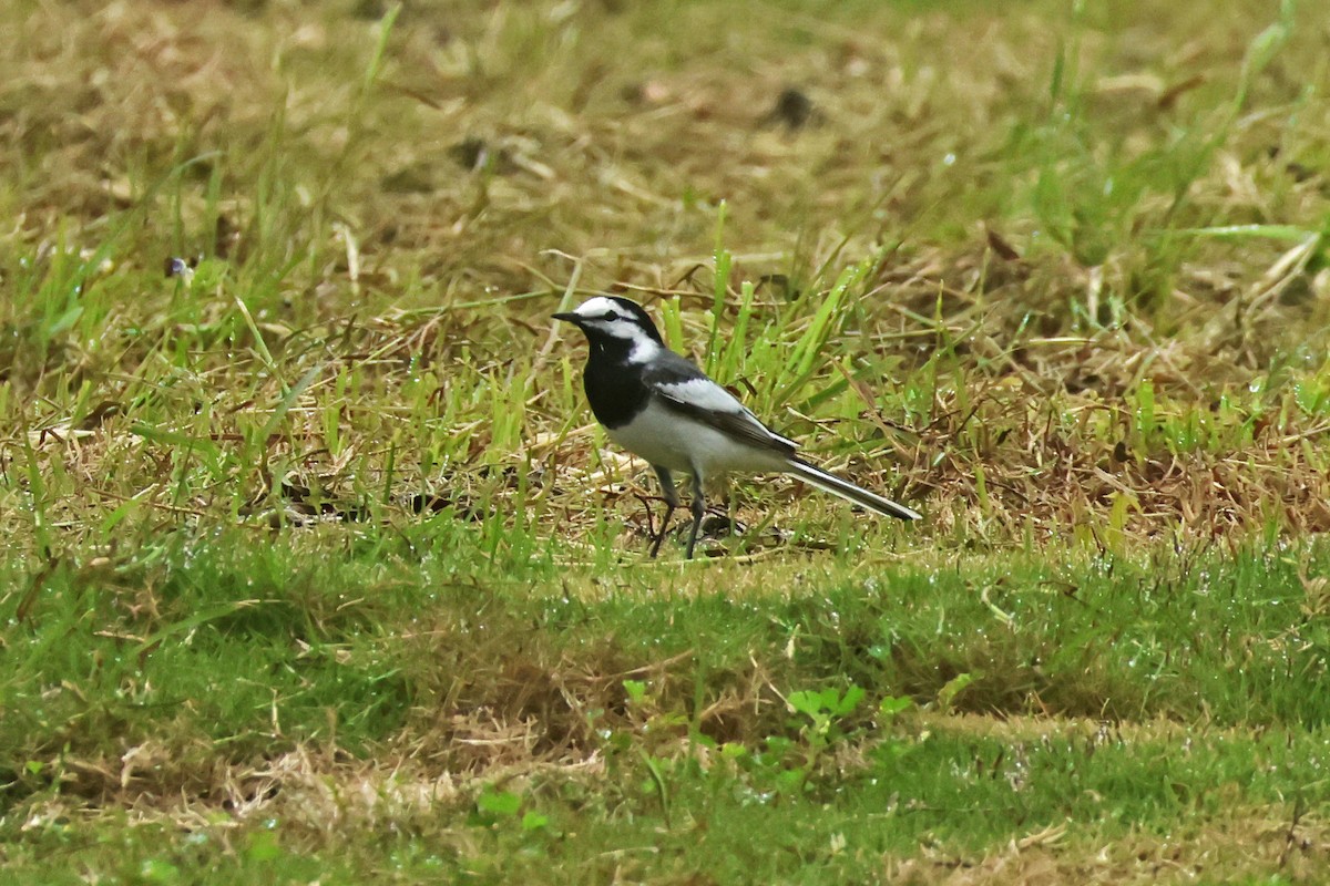 White Wagtail (ocularis) - ML618362300