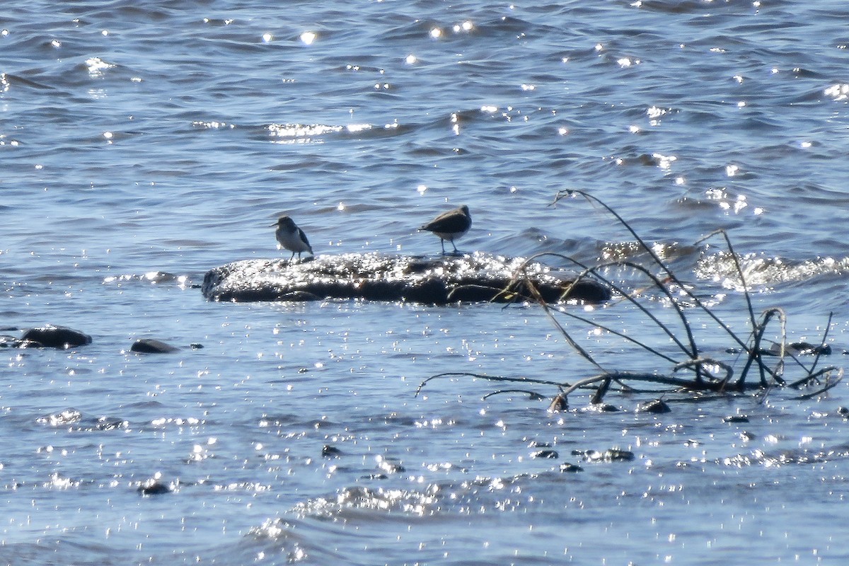 Common Sandpiper - Antonina V