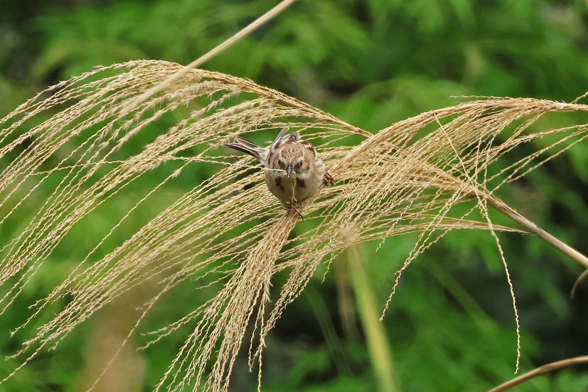 Pallas's Bunting - 佑淇 陳