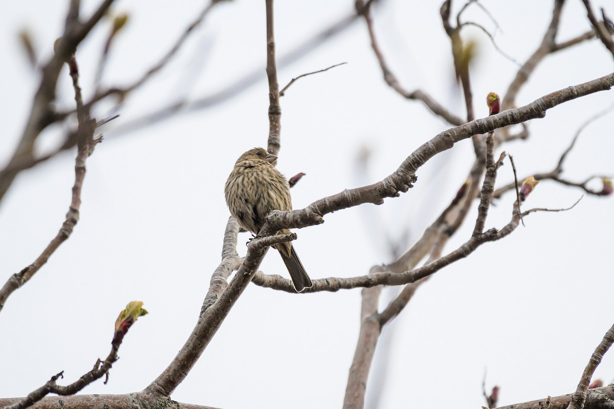 House Finch - Khoi Nguyen