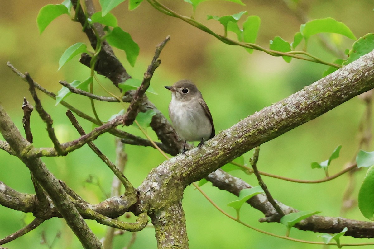 Asian Brown Flycatcher - 佑淇 陳