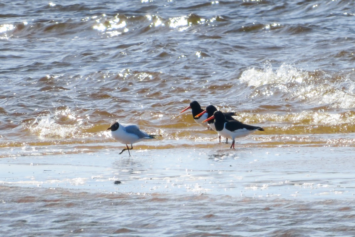 Eurasian Oystercatcher - Antonina V