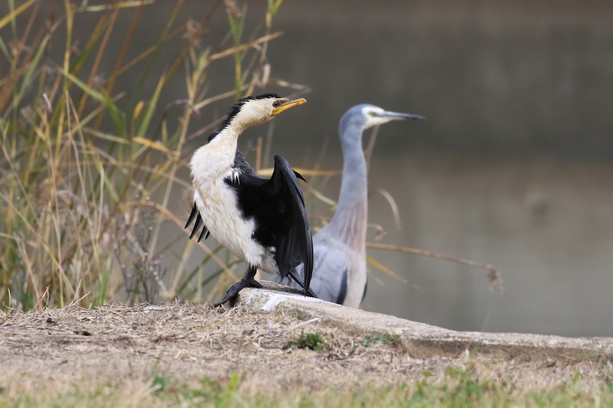 Little Pied Cormorant - ML618362419