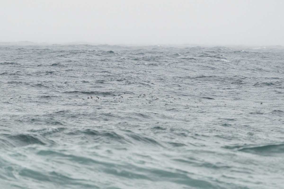 Red-necked Phalarope - ML618362529