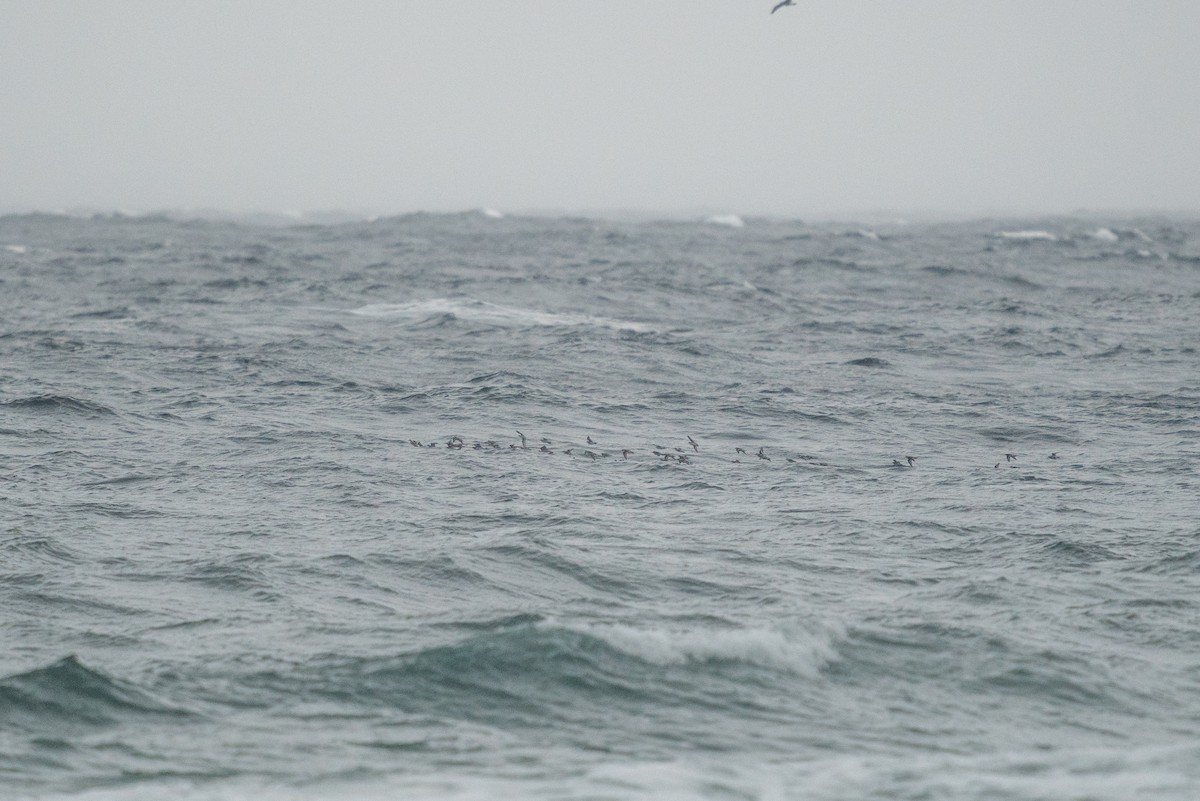 Red-necked Phalarope - Andy Lee