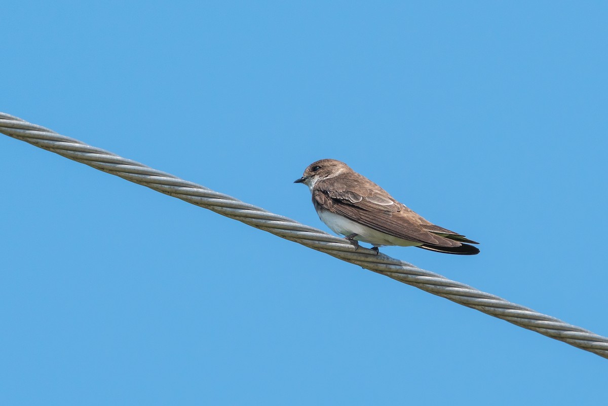 Bank Swallow - ML618362594