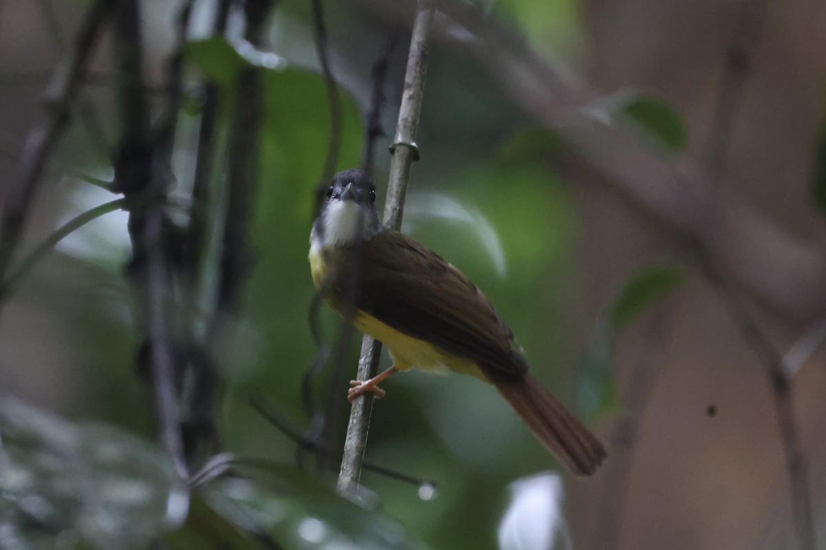 Bulbul à calotte grise - ML618362612