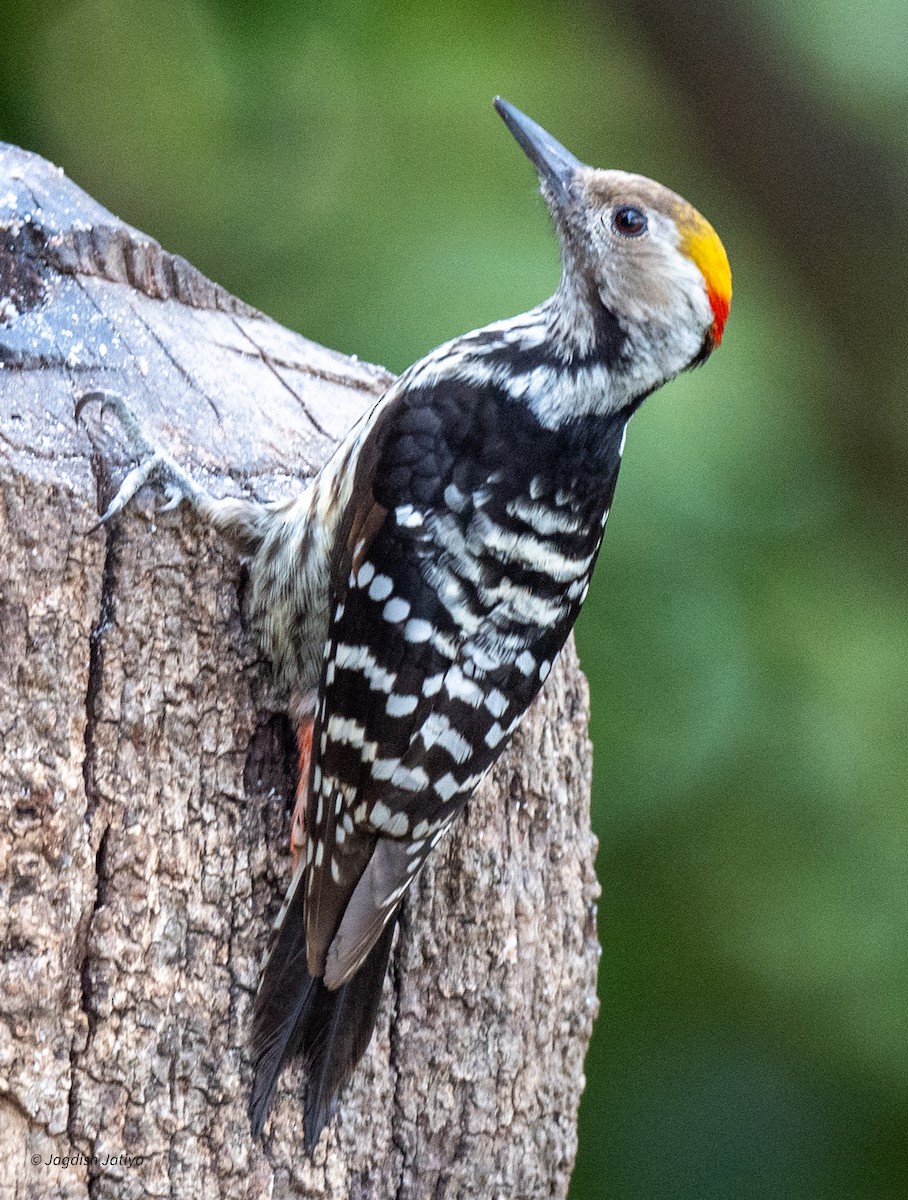 Brown-fronted Woodpecker - Jagdish Jatiya