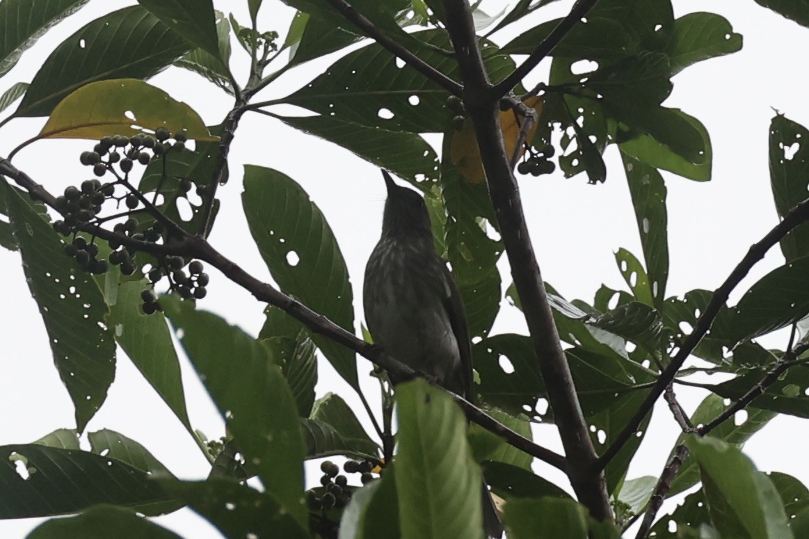 Streaked Bulbul - Andrew William