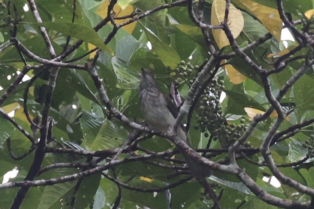 Streaked Bulbul - Andrew William