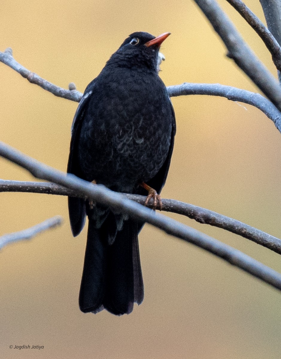 Gray-winged Blackbird - Jagdish Jatiya
