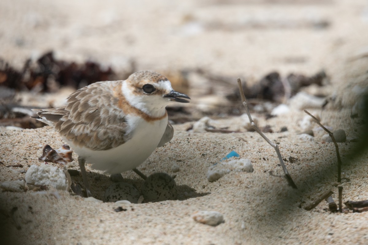 Malaysian Plover - Roneil Canillas