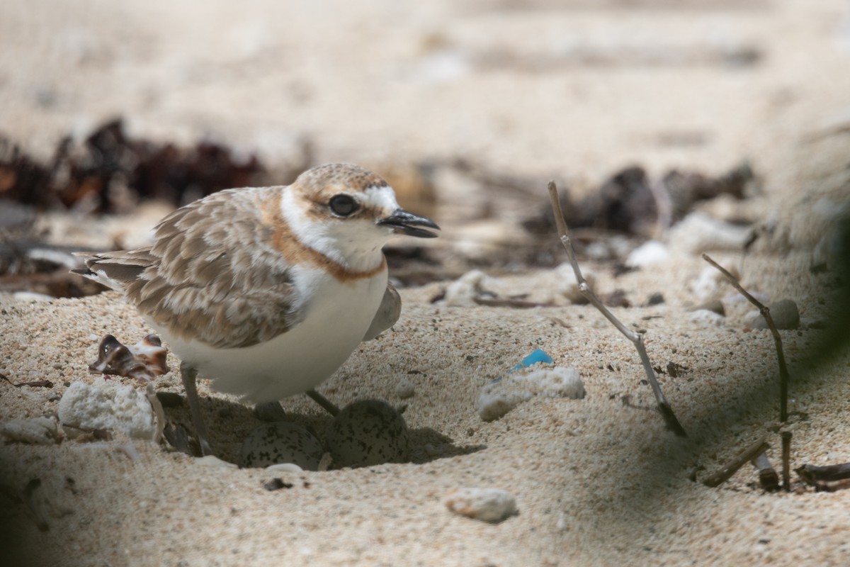 Malaysian Plover - ML618362686