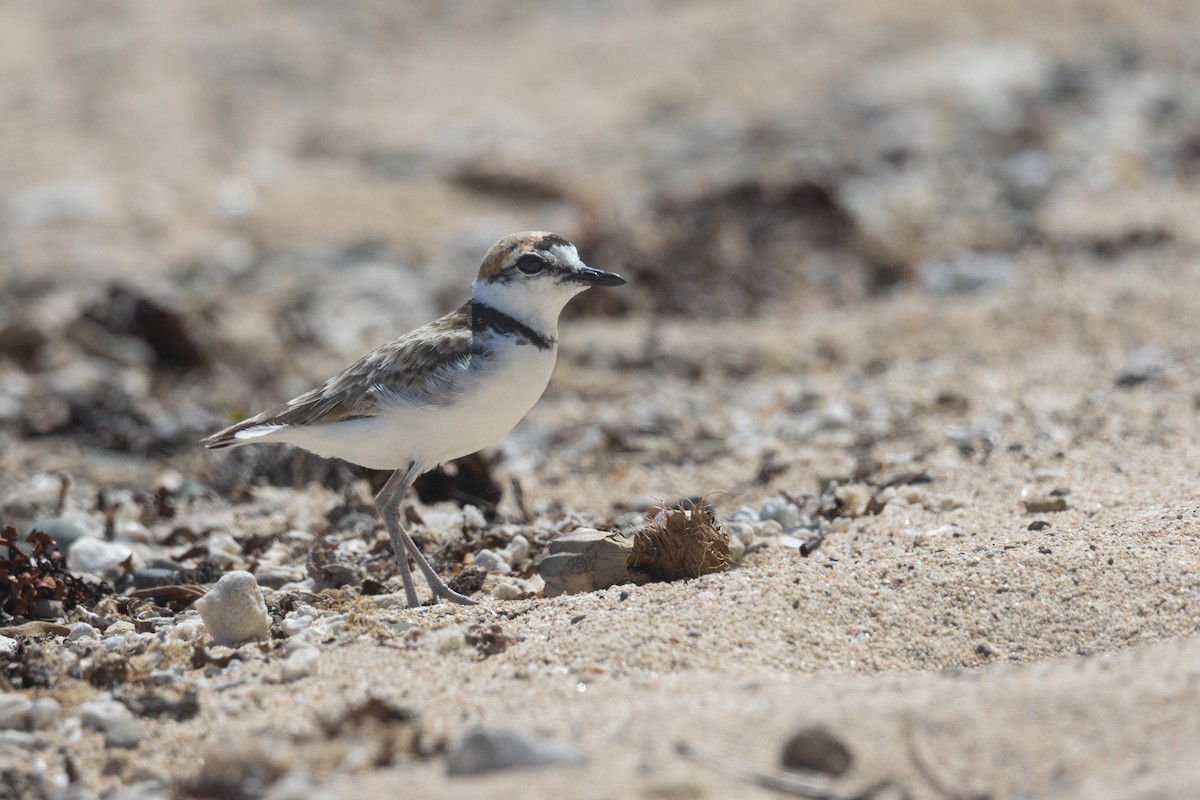 Malaysian Plover - Roneil Canillas