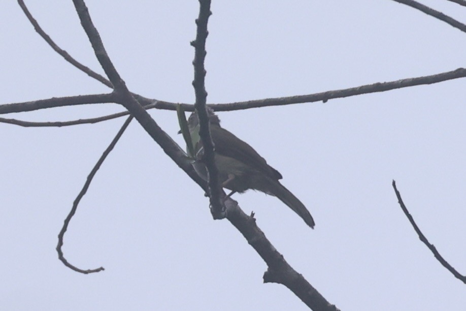 Spectacled Bulbul - ML618362694