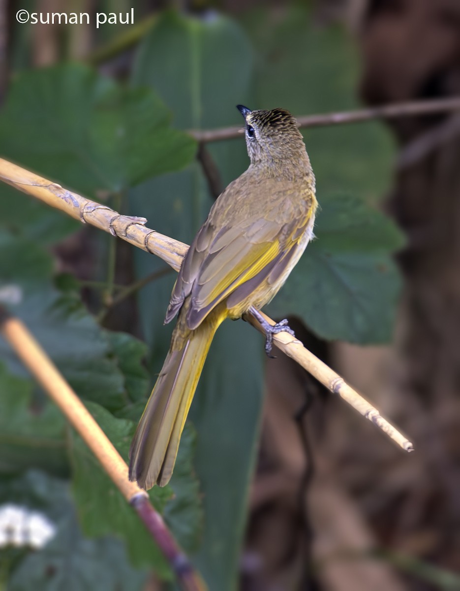 Flavescent Bulbul - Suman Paul