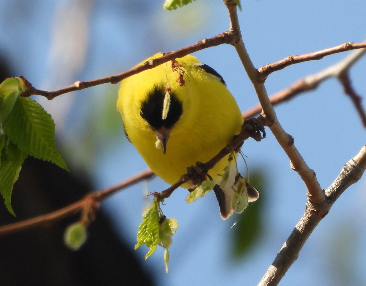 American Goldfinch - Rodney Macready